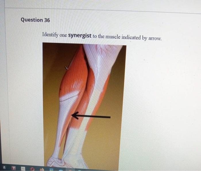 Solved Question 35 Where is the insertion of the muscle