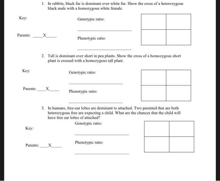 Solved 1. In rabbits, black fur is dominant over white fur.