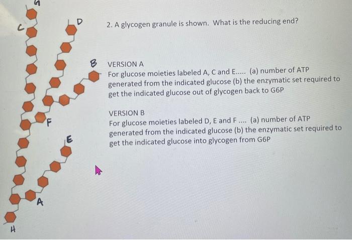 2. A glycogen granule is shown. What is the reducing end?
VERSION A
For glucose moieties labeled A, C and E.... (a) number of