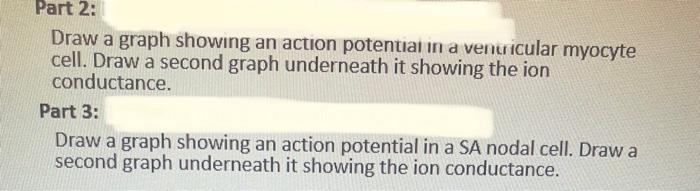 Draw a graph showing an action potential in a ventricular myocyte cell. Draw a second graph underneath it showing the ion con