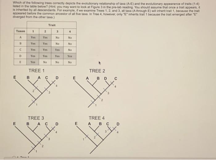 Solved In The Phylogenetic Tree Depicted Below, "E" Is Most | Chegg.com