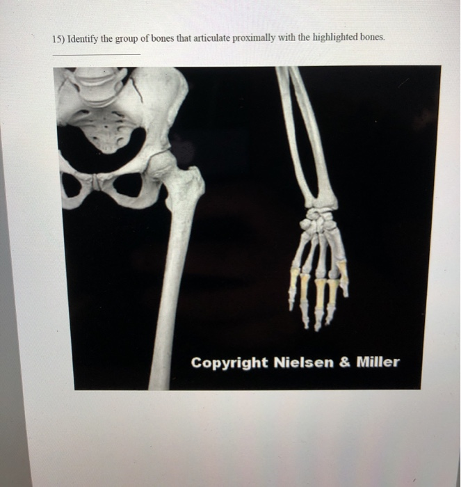 15) Identify the group of bones that articulate | Chegg.com