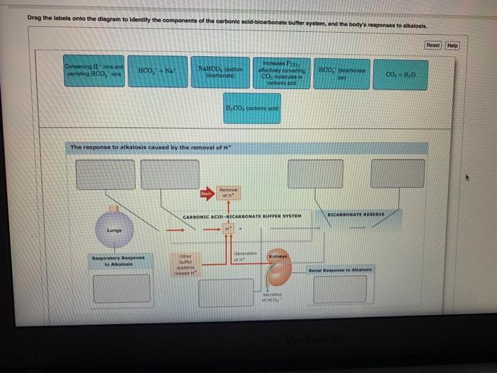 Solved Drag The Labels Onto The Diagram To Identify The