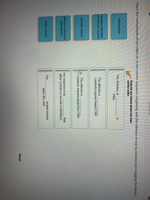 solved-he-place-the-components-of-the-reflex-arc-in-the-chegg