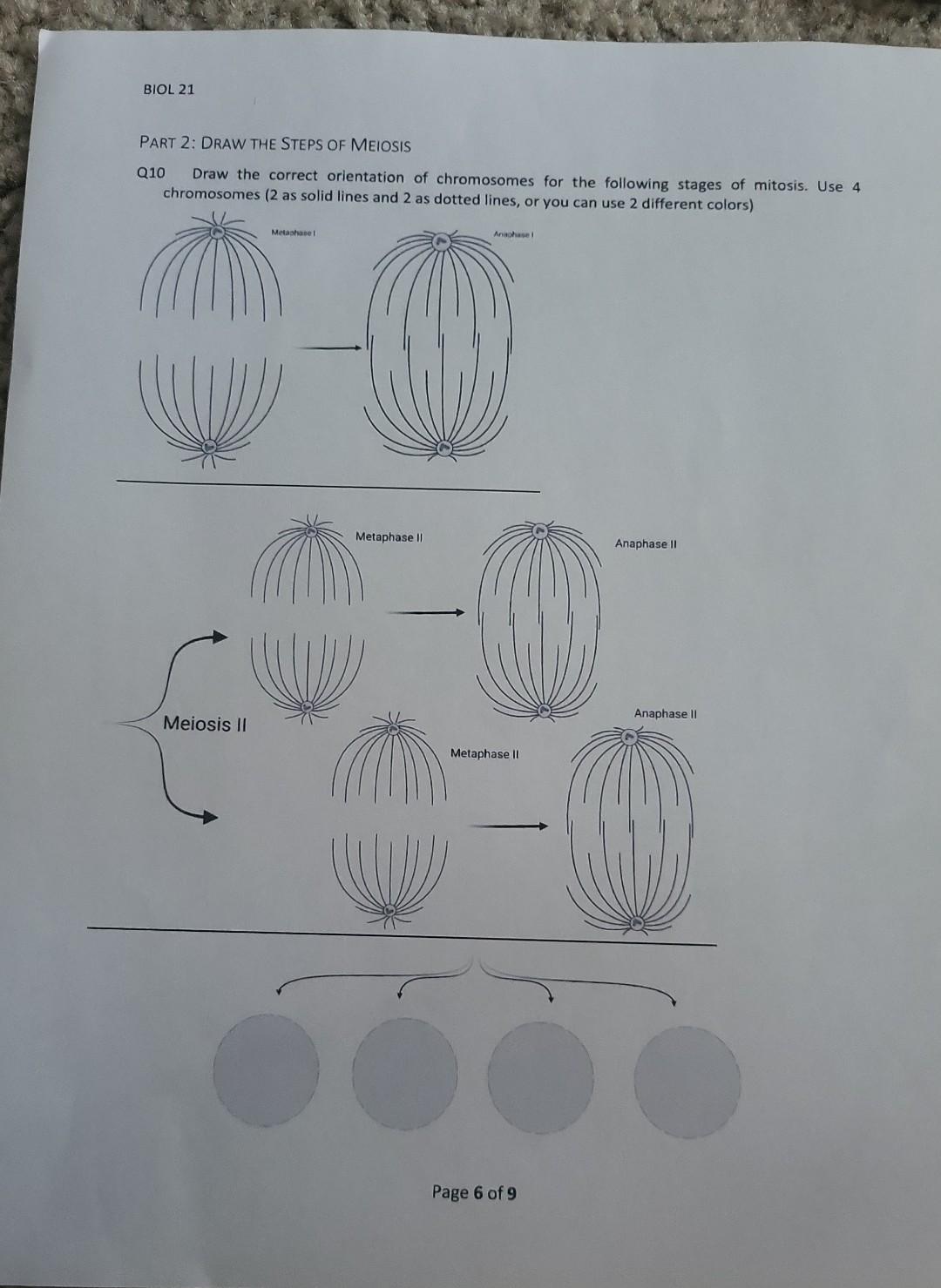 Solved PART 2: DRAW THE STEPS OF MEIOSIS Q10 Draw the | Chegg.com