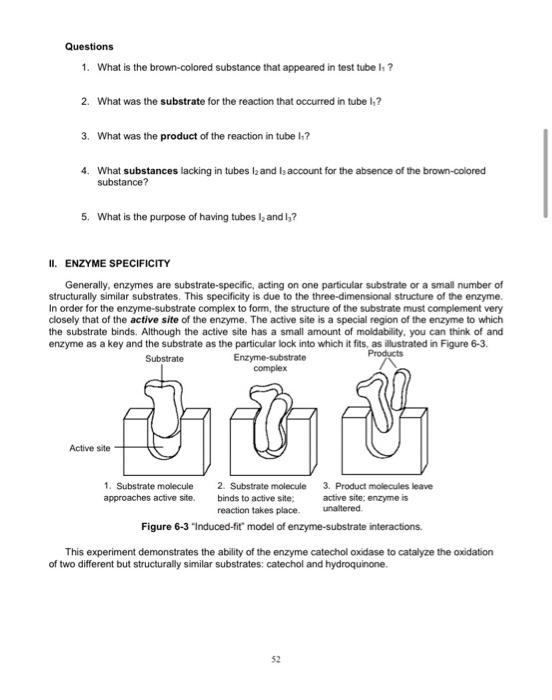 Solved Lab 6 ENZYMES: BIOLOGICAL CATALYSTS OF LIFE | Chegg.com