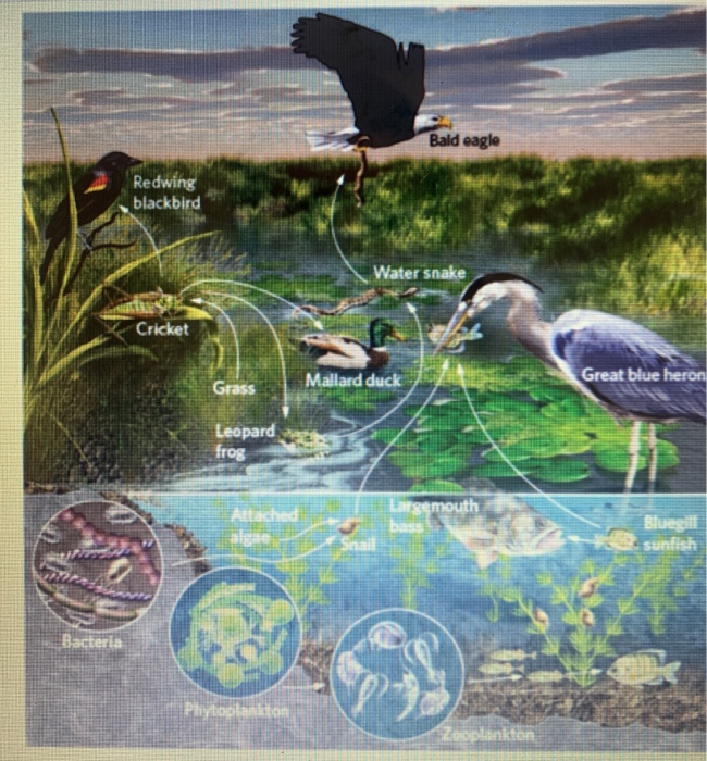 Solved based on this food web, which species occupies the | Chegg.com