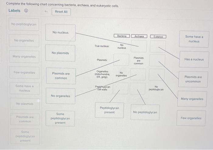 Complete the following chart concerning bacteria, archoes, and eukaryotic cells.