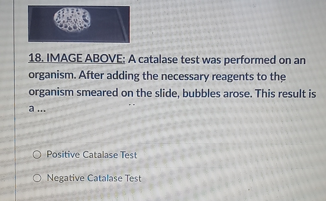 catalase test Images High Quality Grahic Solved IMAGE ABOVE: A catalase test was performed on an | Chegg.com