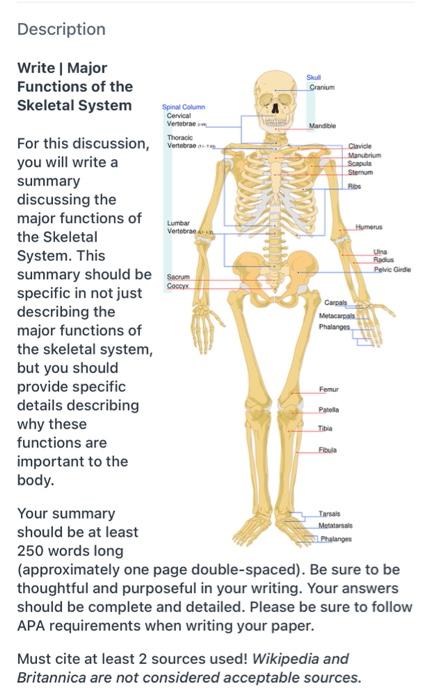 Mandibula - Vicipaedia