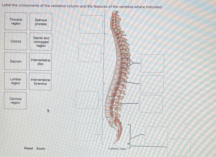 solved-label-the-components-of-the-vertebral-column-and-the-chegg