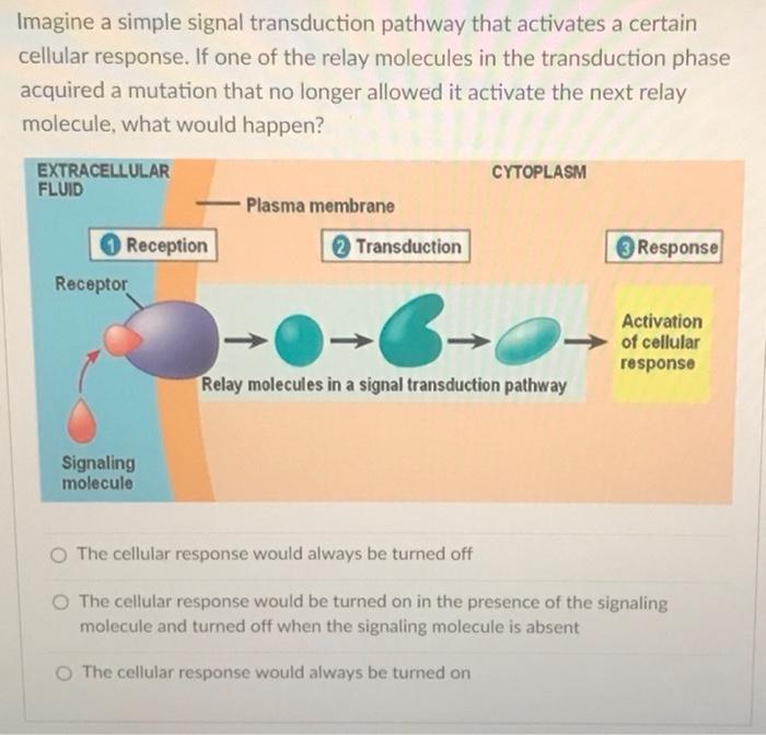 Solved Imagine a simple signal transduction pathway that