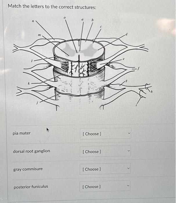 Solved Match the letters to the correct structures: pia | Chegg.com