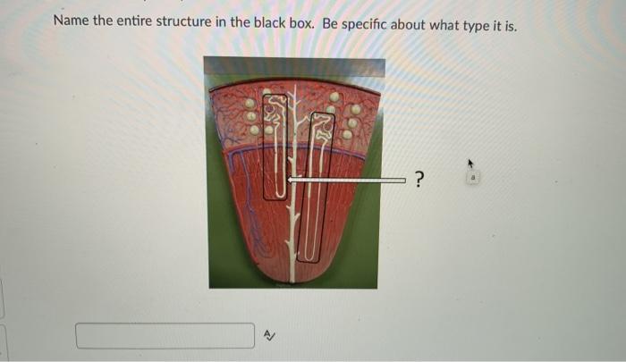 Name the entire structure in the black box. Be specific about what type it is. ?