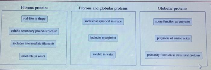 Solved Fibrous proteins Fibrous and globular proteins | Chegg.com
