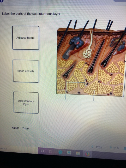 Solved Label The Parts Of The Subcutaneous Layer. Adipose 