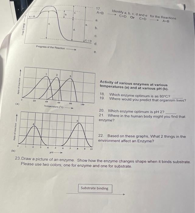 Solved -100- 490 Rate of an enzyme-catalyzed reaction as a | Chegg.com