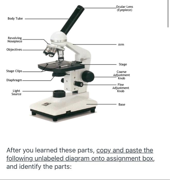 compound microscope parts diagram