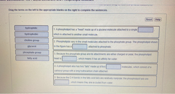 solved-drag-the-terms-on-the-left-to-the-appropriate-blanks-chegg