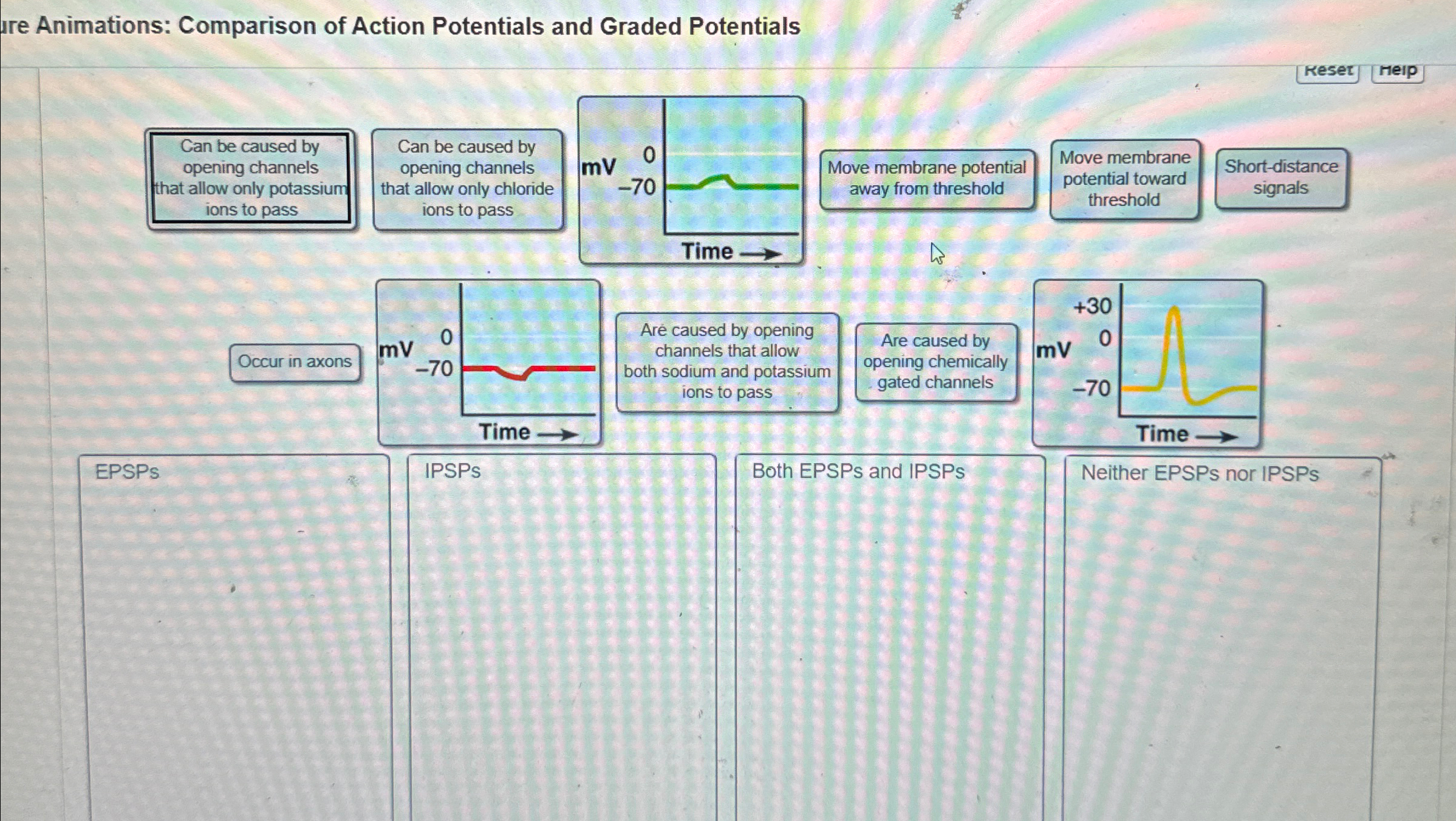 Solved ure Animations: Comparison of Action Potentials and | Chegg.com
