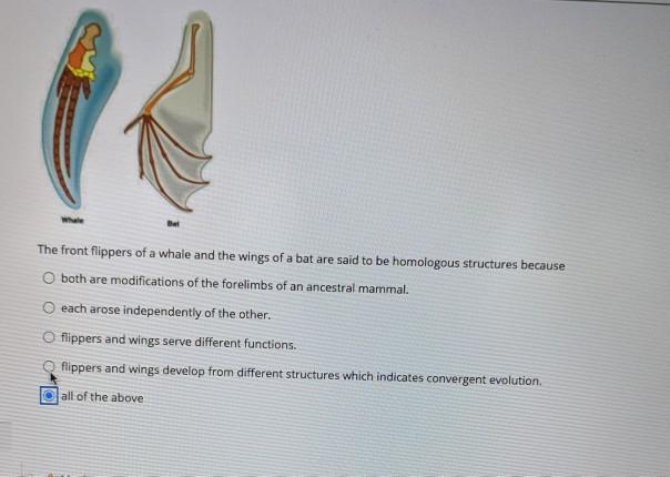 solved-the-front-flippers-of-a-whale-and-the-wings-of-a-bat-chegg