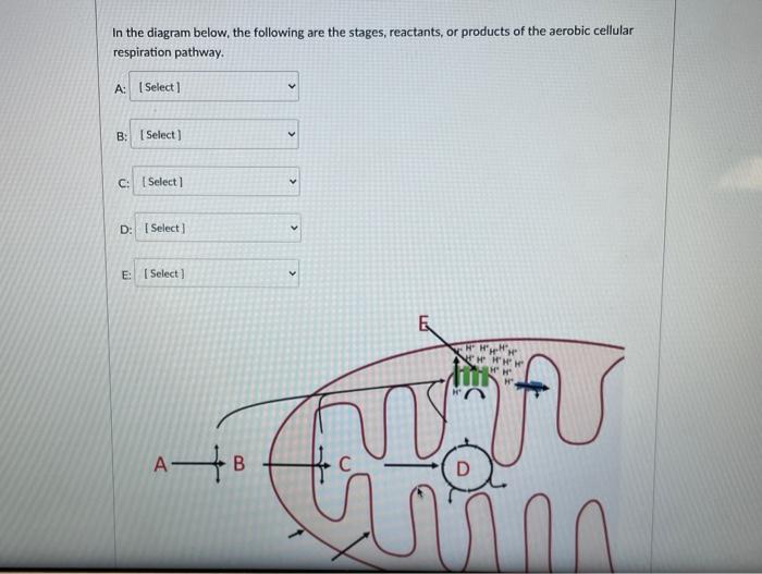 Solved In the diagram below, the following are the stages, | Chegg.com