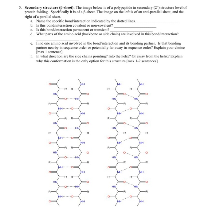 Solved 5. Secondary Structure (B-sheet): The Image Below Is | Chegg.com