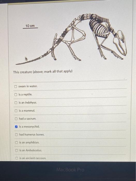 mesonychid skeleton