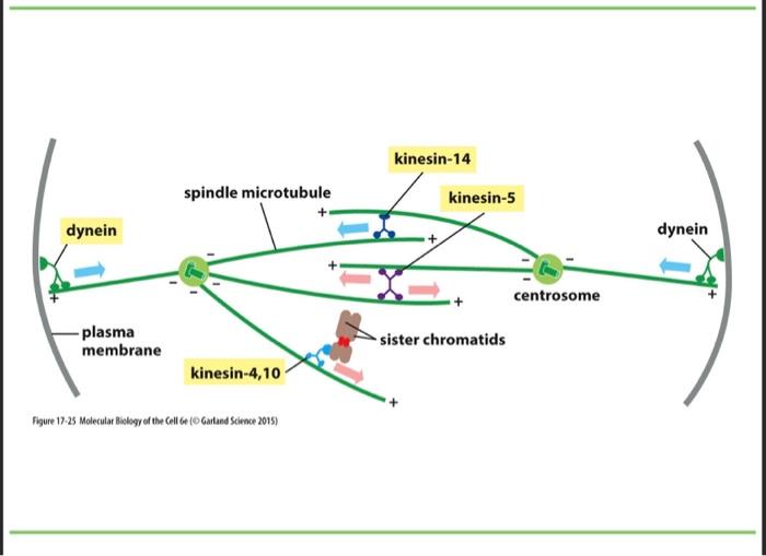 Solved Fhgure 17-25 Molecular Bislogy of the Cell Ge (O Biology Diagrams