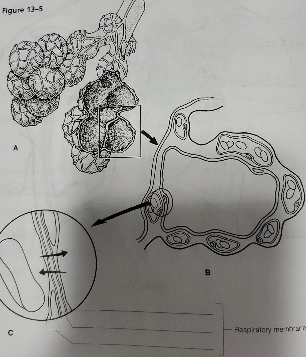 Figure 13-5 A B Respiratory membrane | Chegg.com