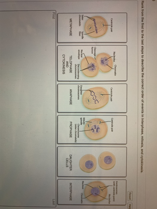 Featured image of post View 16 Interphase Mitosis And Cytokinesis In Order