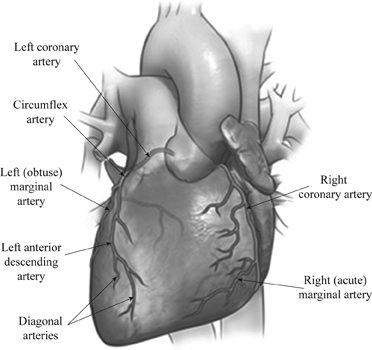 Definition Of Coronary Arteries Chegg Com
