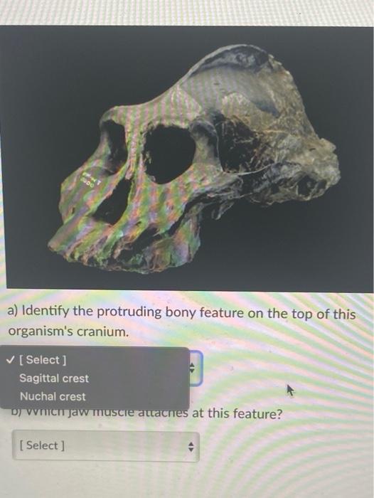Solved a) Identify the protruding bony feature on the top of | Chegg.com