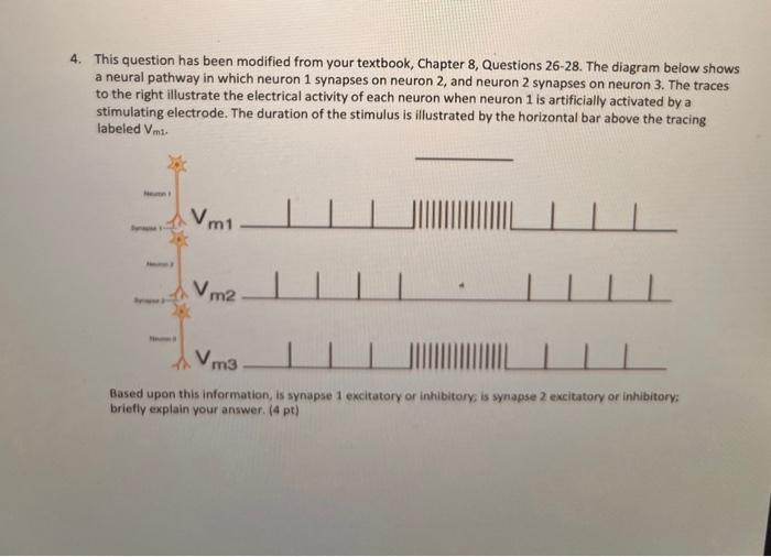 critical thinking questions about neuron