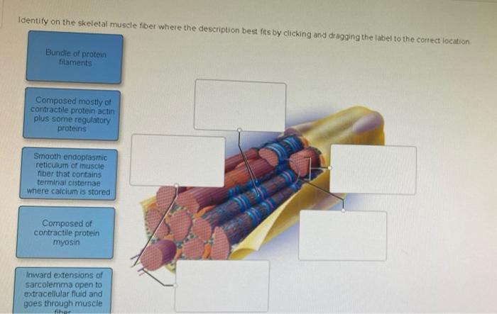 Solved Identify on the skeletal muscle fiber where the | Chegg.com