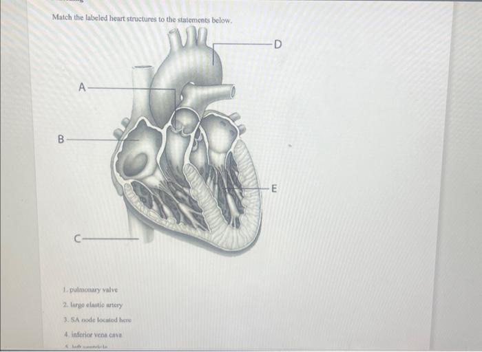 Solved Match The Labeled Heart Structures To The Statements 