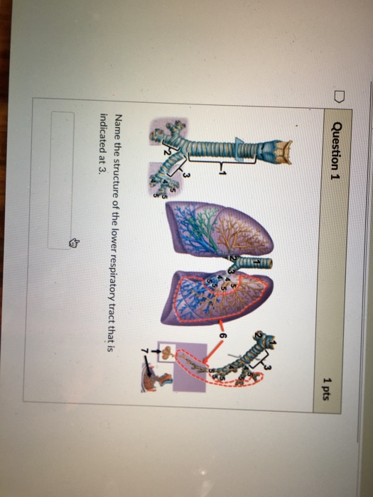 Solved D Question 1 1 pts (CS Name the structure of the | Chegg.com