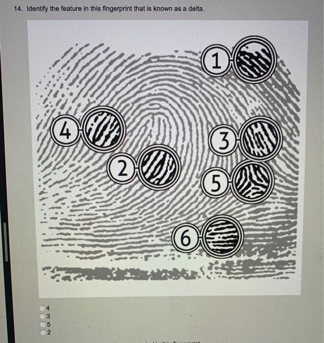 Solved 14. Identify the feature in this fingerprint that is | Chegg.com