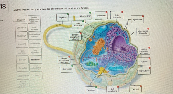Solved 18 Label The Image To Test Your Knowledge Of