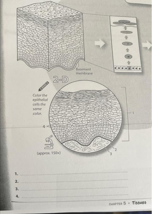 Solved 1. 2. 3. 4. CHAPTER 5 . TiSSUES Location 1. My | Chegg.com