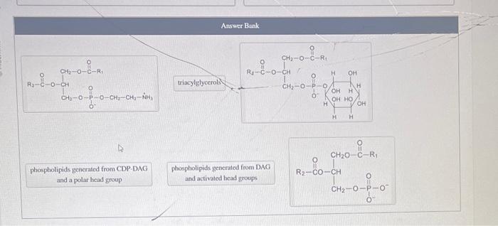 Answer Bank
triacyliglycerols
phospholipids generated from DAG
and activated bead groups