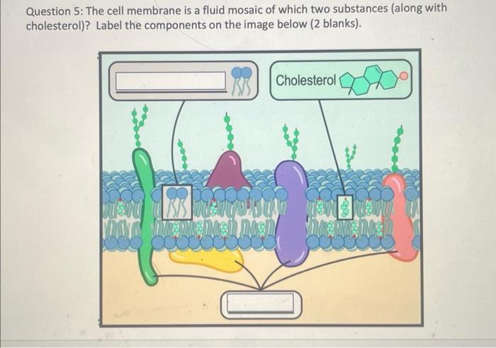 Question 5: The cell membrane is a fluid mosaic of | Chegg.com