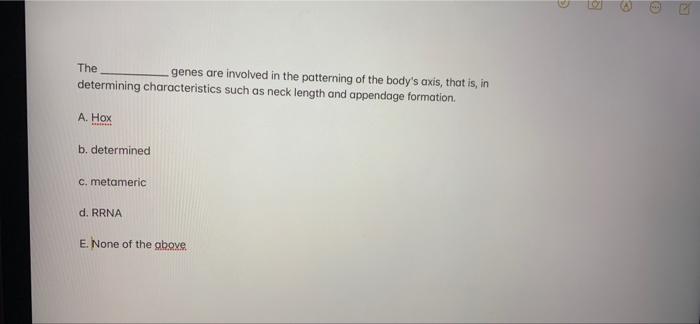 Solved The genes are involved in the patterning of the | Chegg.com