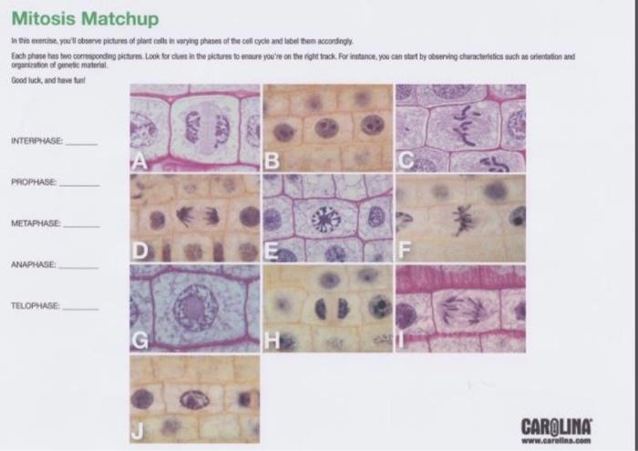 Solved Mitosis Matchup In this artike, you'll observe | Chegg.com