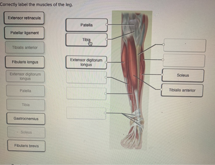 Solved Correctly label the muscles of the leg. Extensor