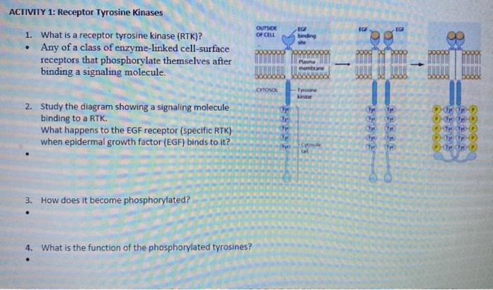 Solved ACTIVITY 1: Receptor Tyrosine kinases OUTSOU OF CELL | Chegg.com