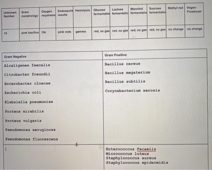 Solved Make a complete Dichotomous key in order to find the | Chegg.com