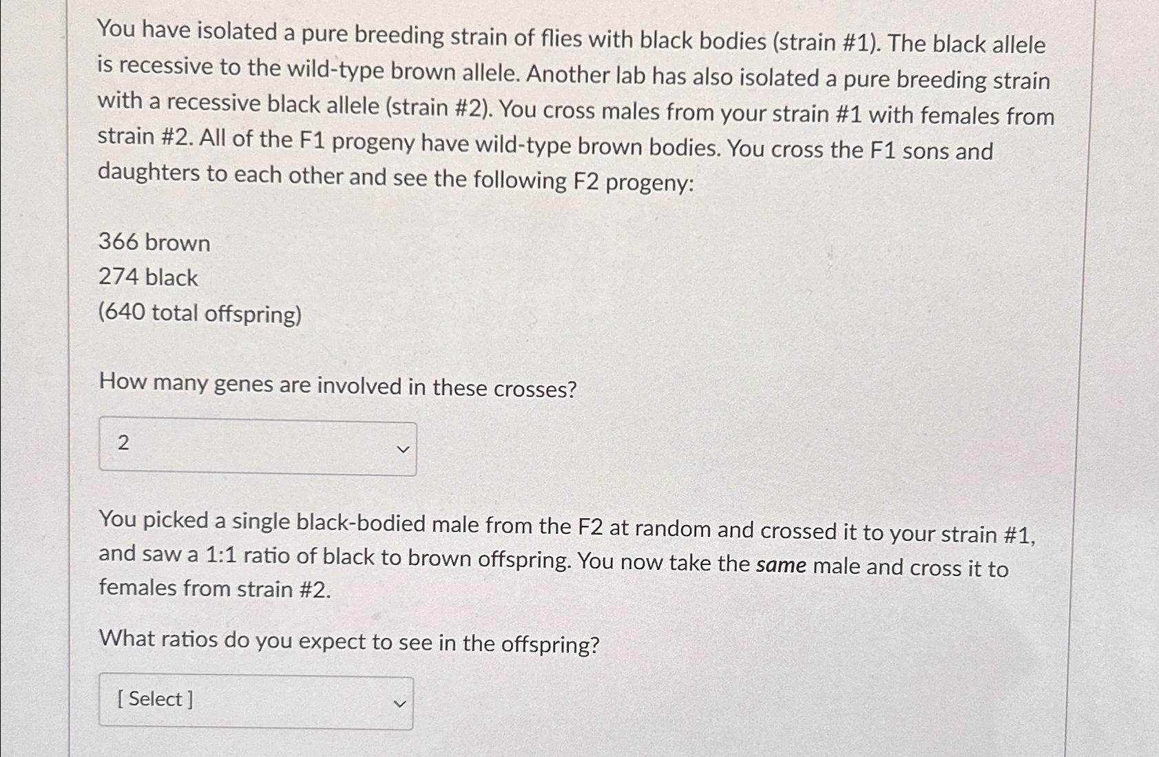 Solved You have isolated a pure breeding strain of flies | Chegg.com