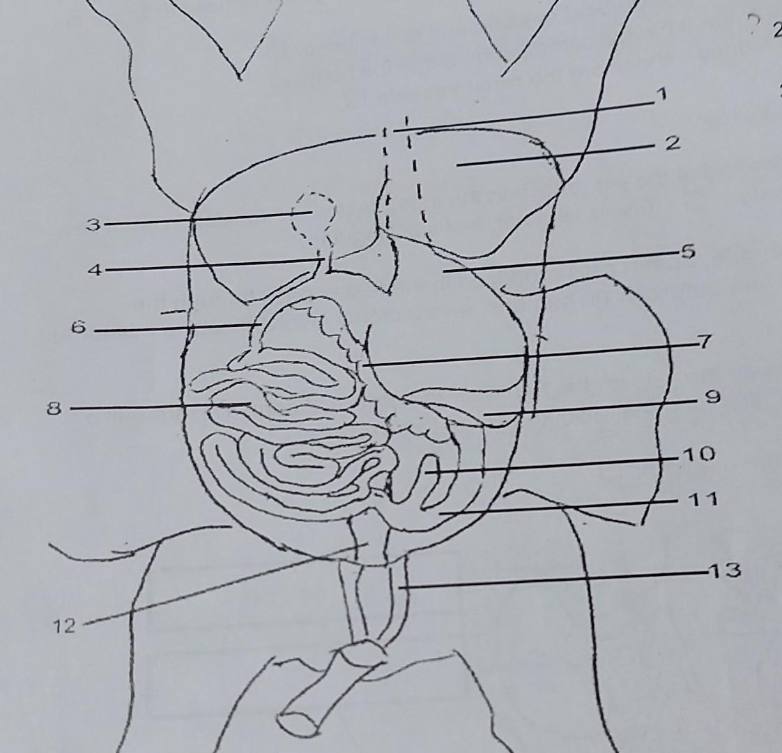 Solved can u label this diagram of a fetal male pig. thanks | Chegg.com