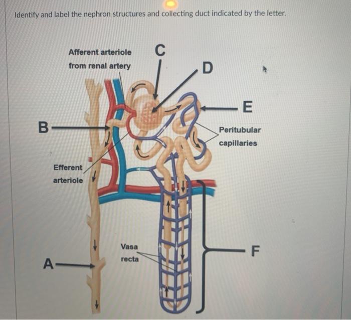 Solved Match the listed kidney structure to the number on | Chegg.com